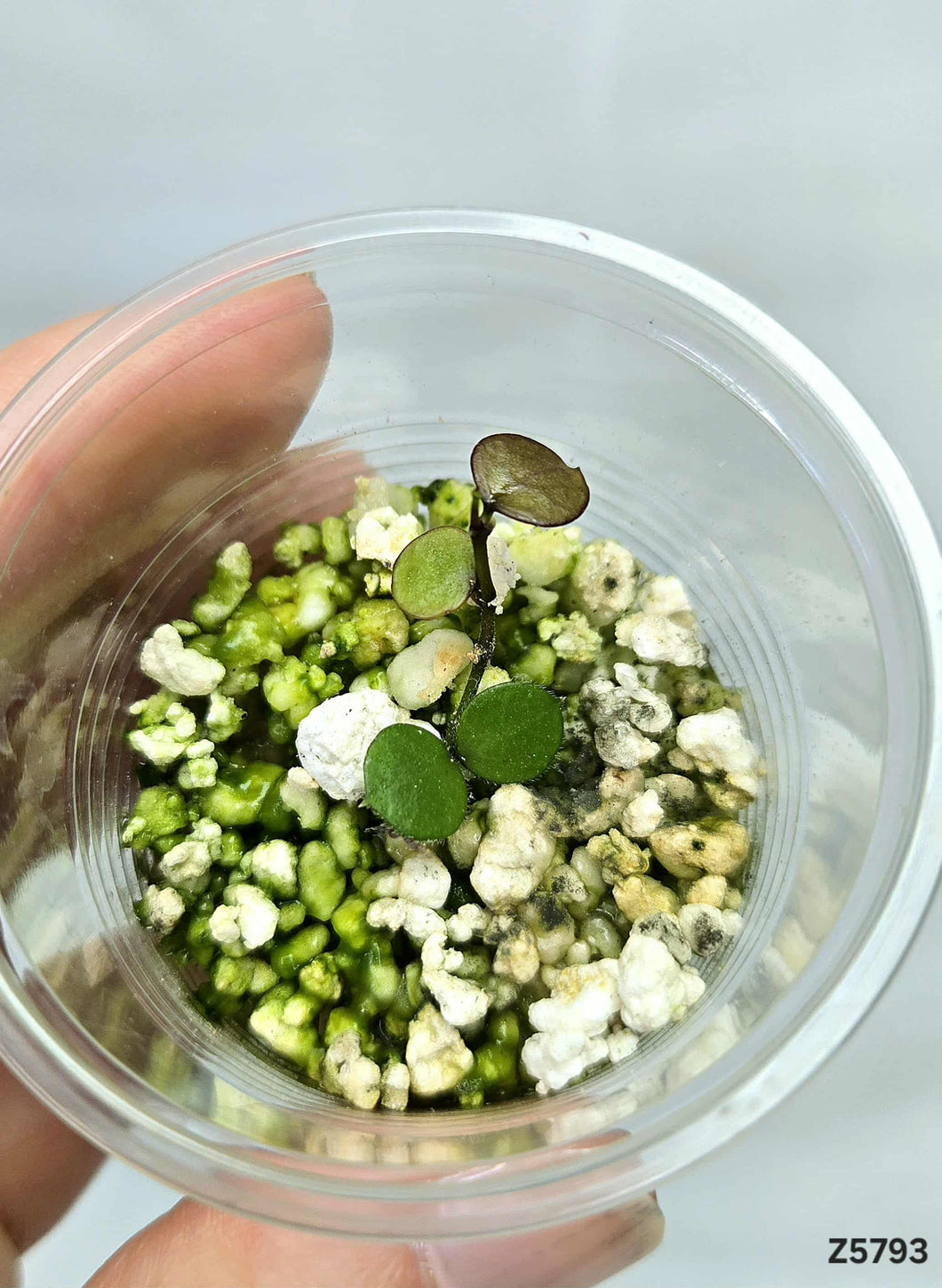 Hoya Peltata ⭐️ #Z5793