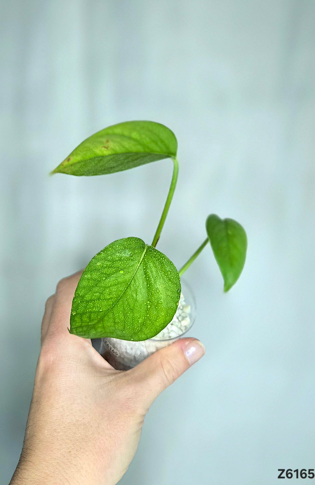 Epipremnum Yellow Flame #Z6165