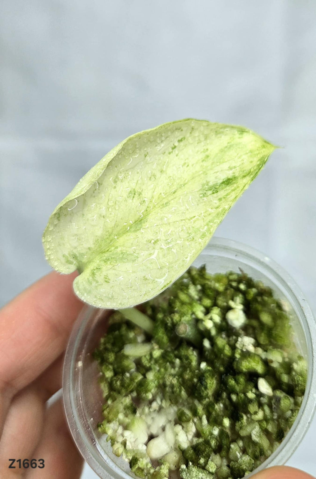 Scindapsus Jade Satin White Mint #Z1663