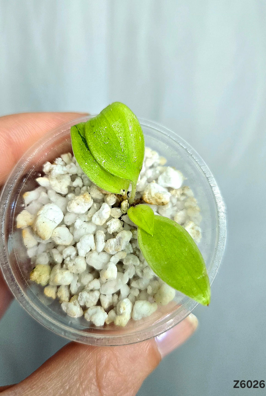 Philodendron Cream Splash #Z6026