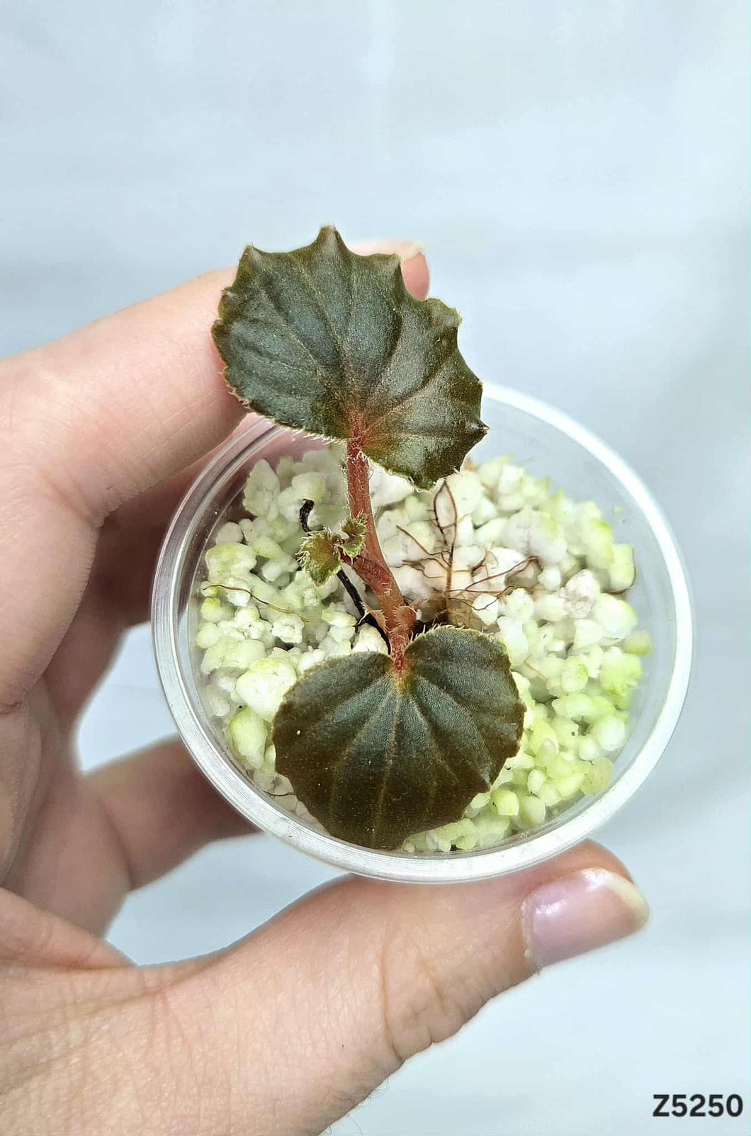 Bégonia Cucullata #Z5250