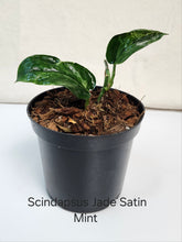 Charger l&#39;image dans la galerie, Scindapsus  jade satin mint #1
