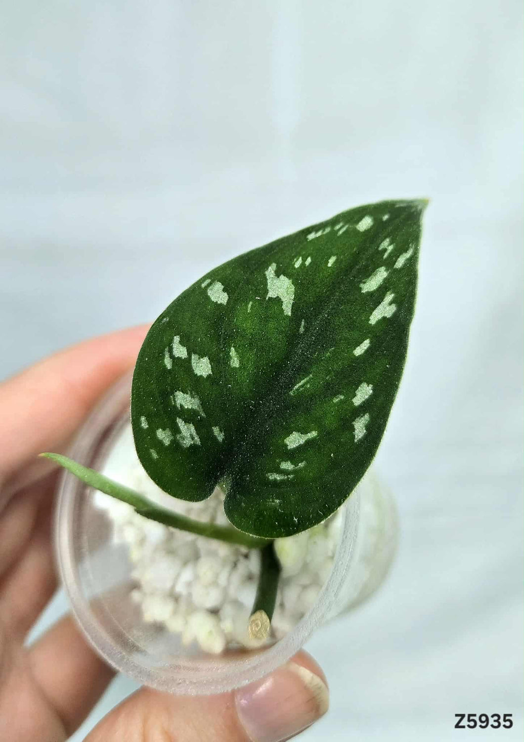 Scindapsus Matcha Revert #Z5935
