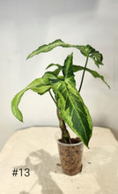 Charger l&#39;image dans la galerie, Syngonium three kings
