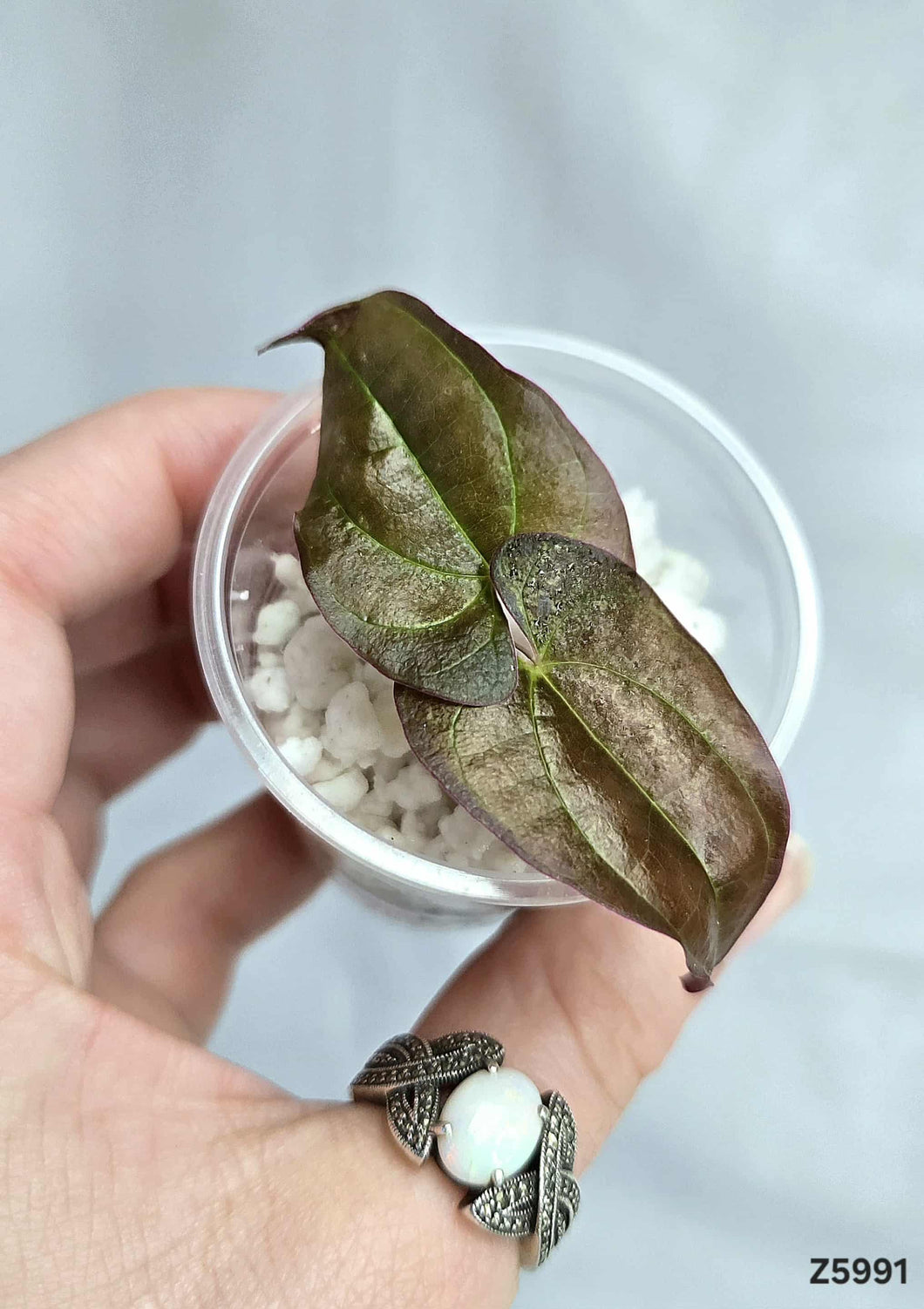 Dioscorea Black #Z5991