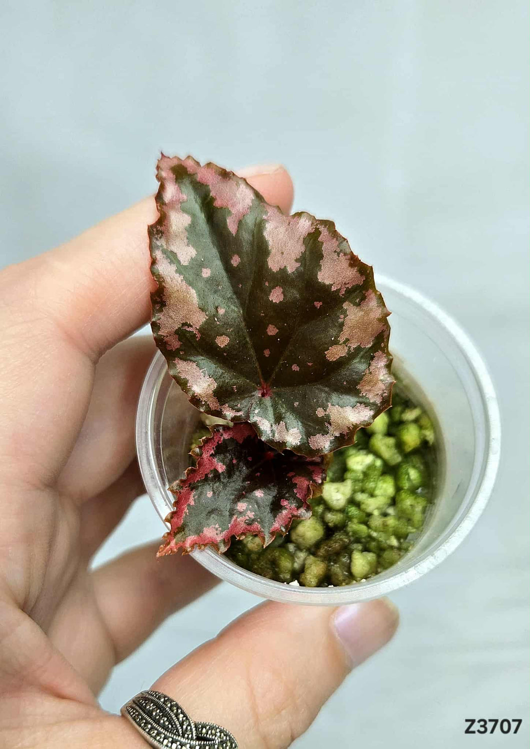 Bégonia Ignita Hybrid #Z3707