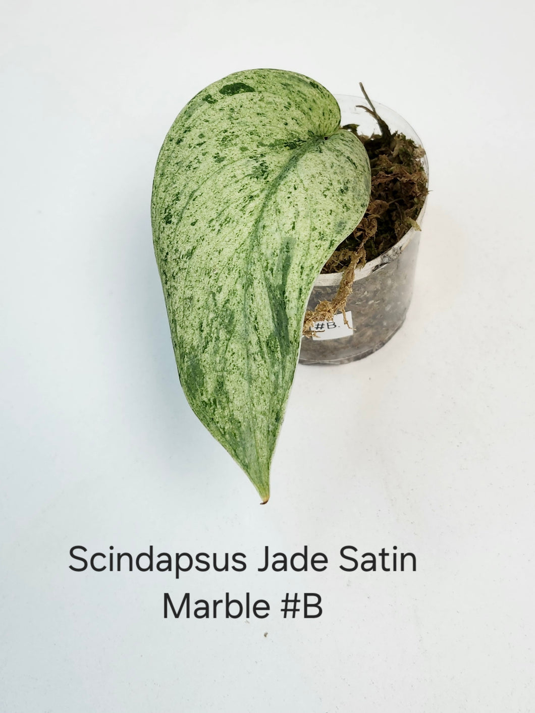 Scindapsus jade satin marble #B