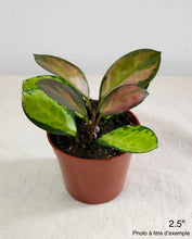 Load image into Gallery viewer, Plante Hoya australis Lisa en pot terracotta, feuilles vertes à bord roses et pointes rouges

