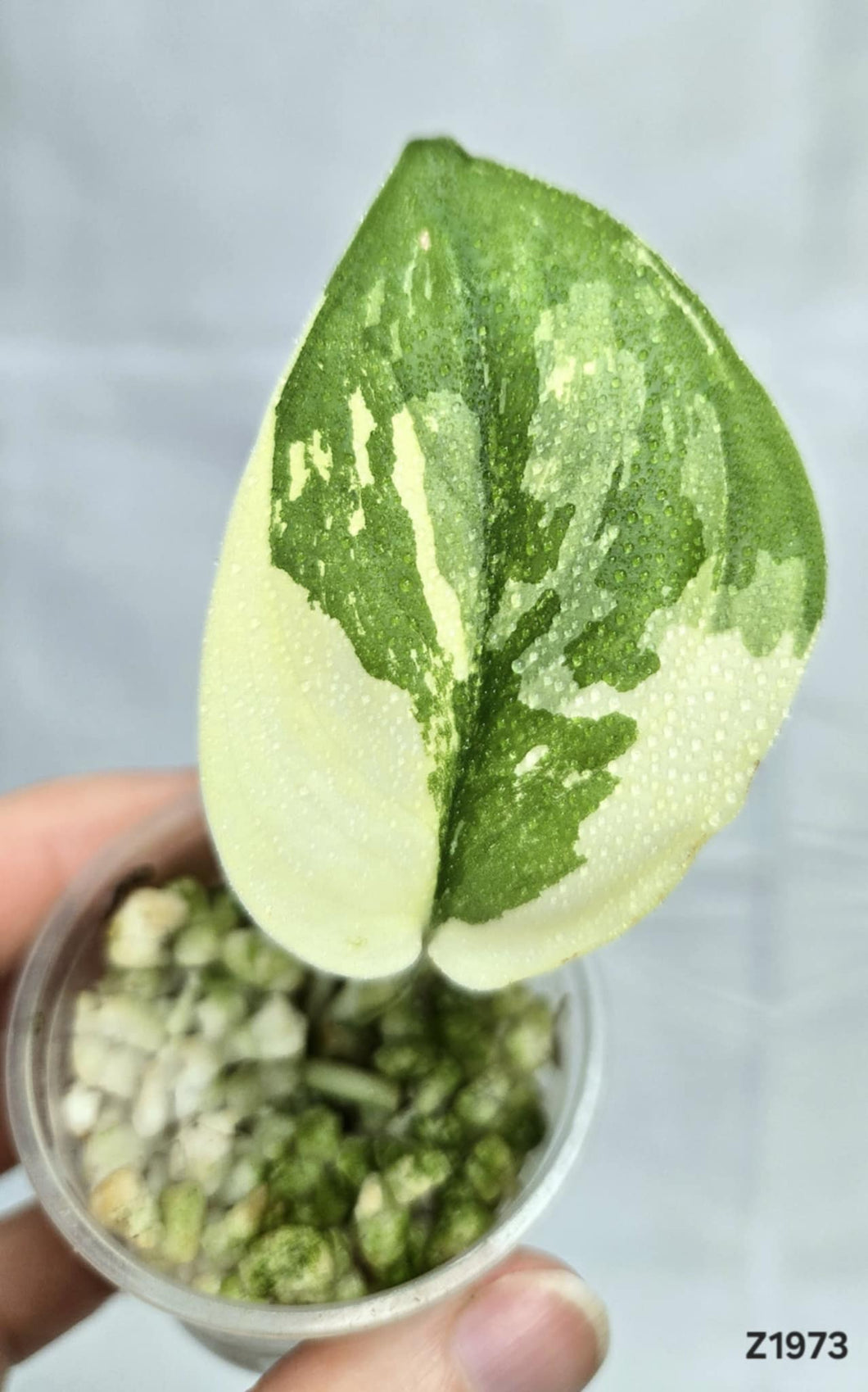 Scindapsus Jade Satin White Mint #Z1973