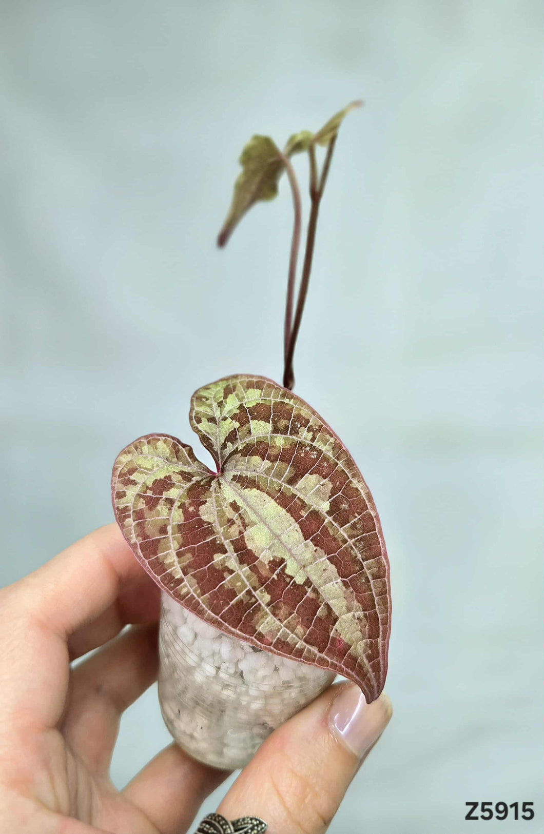 Dioscorea Purple #Z5915