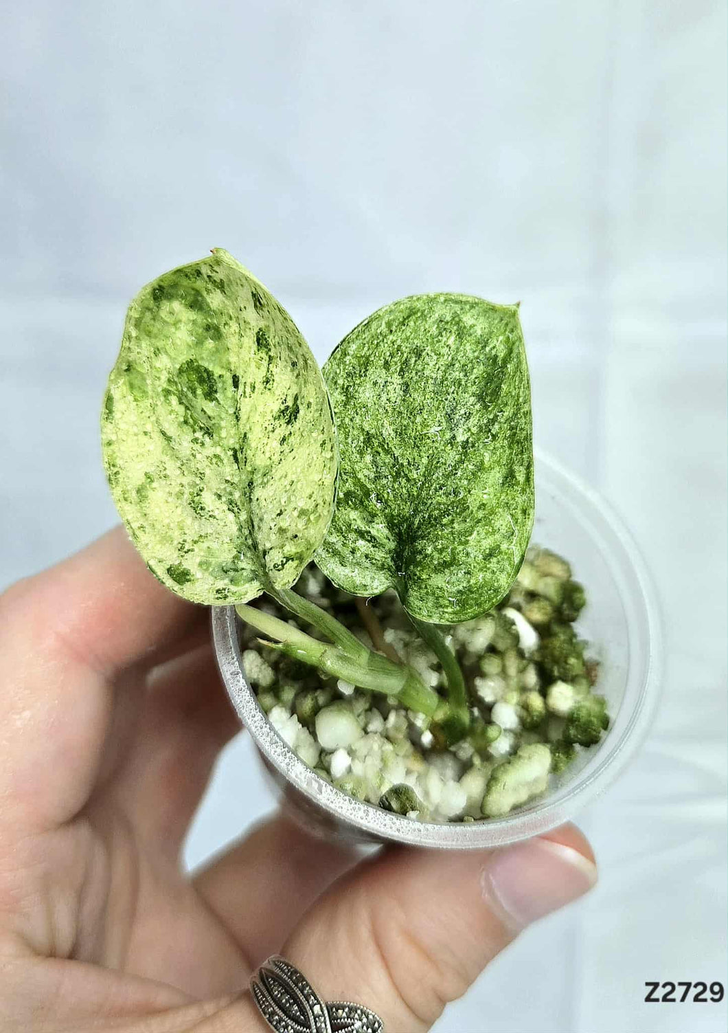 Scindapsus Marble Queen #Z2729