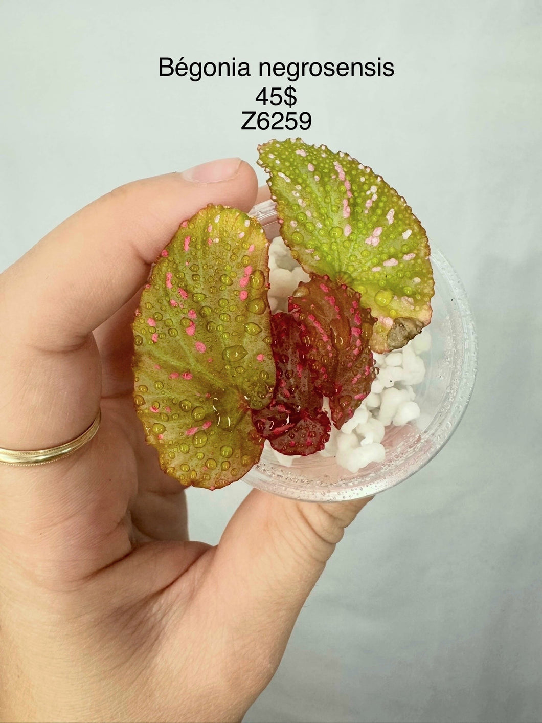 Bégonia negrosensis Z6259