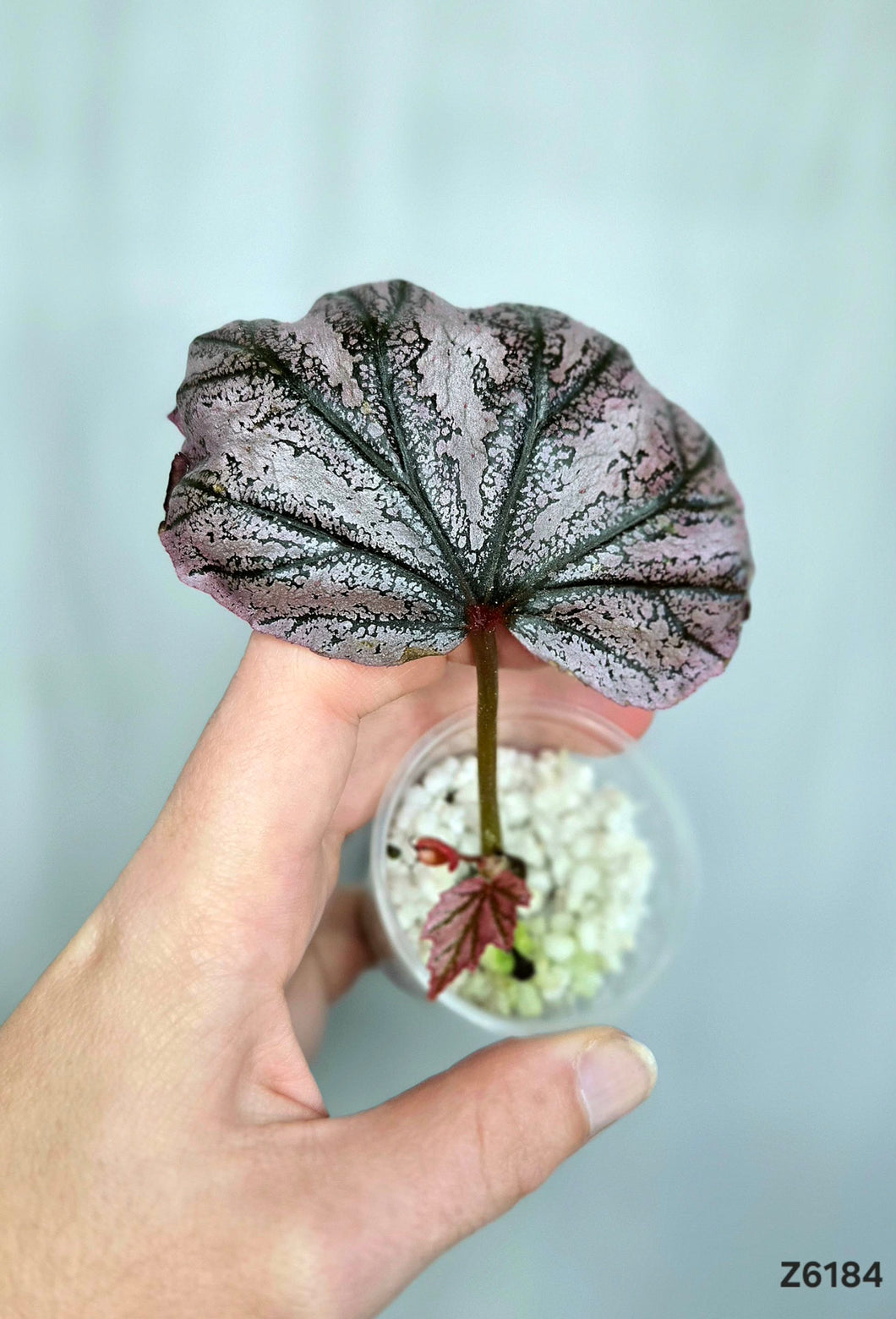 Bégonia Pink Minx  #Z6184