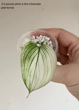 Load image into Gallery viewer, Scindapsus White Monster
