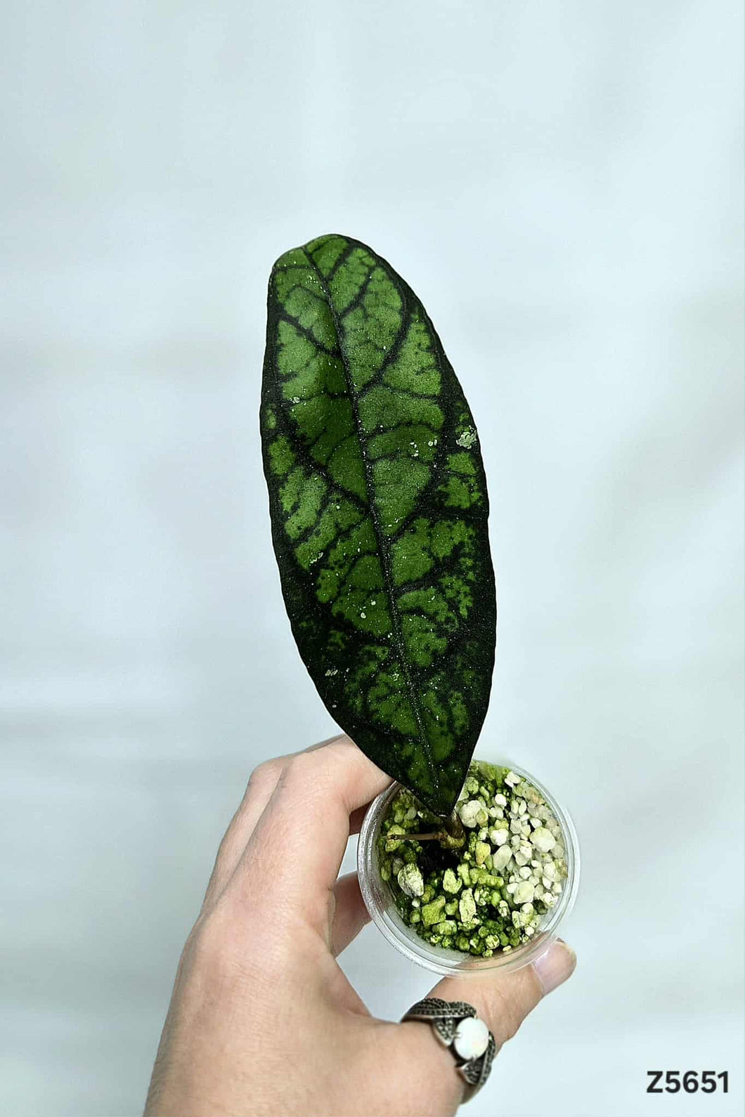 Hoya Callistophylia ⭐️ #Z5651