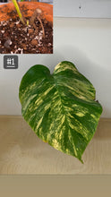 Charger l&#39;image dans la galerie, Monstera aurea
