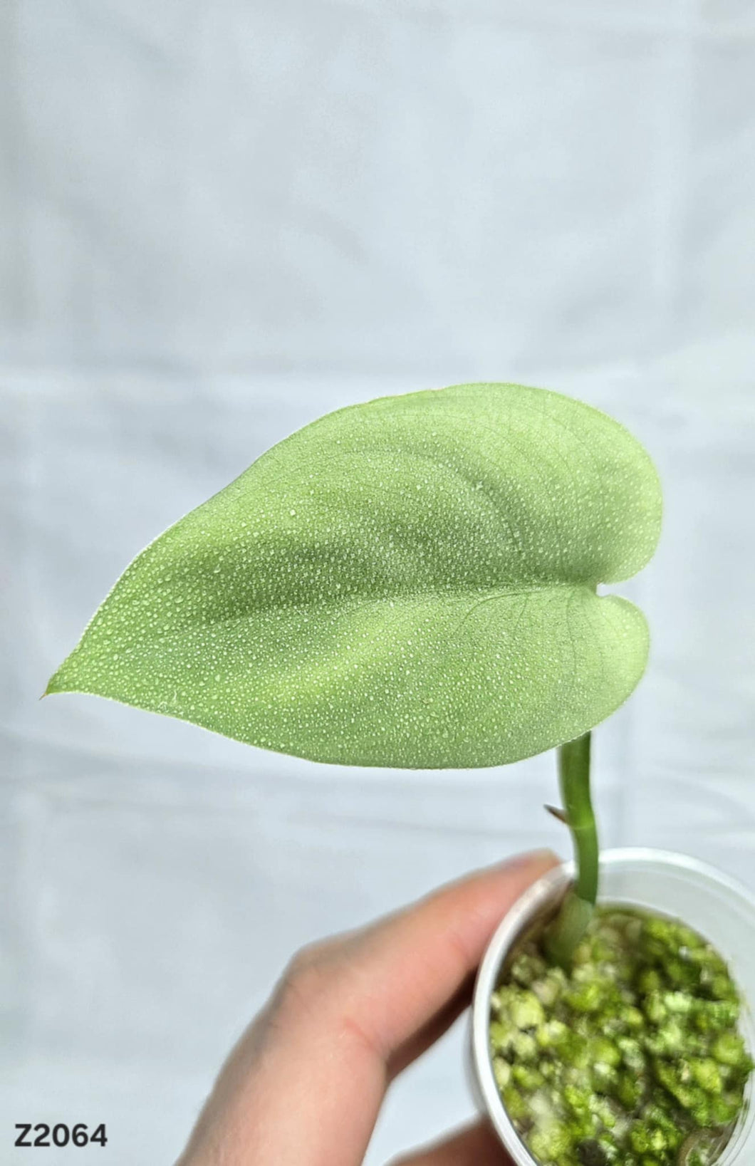 Scindapsus Platinum #Z2064