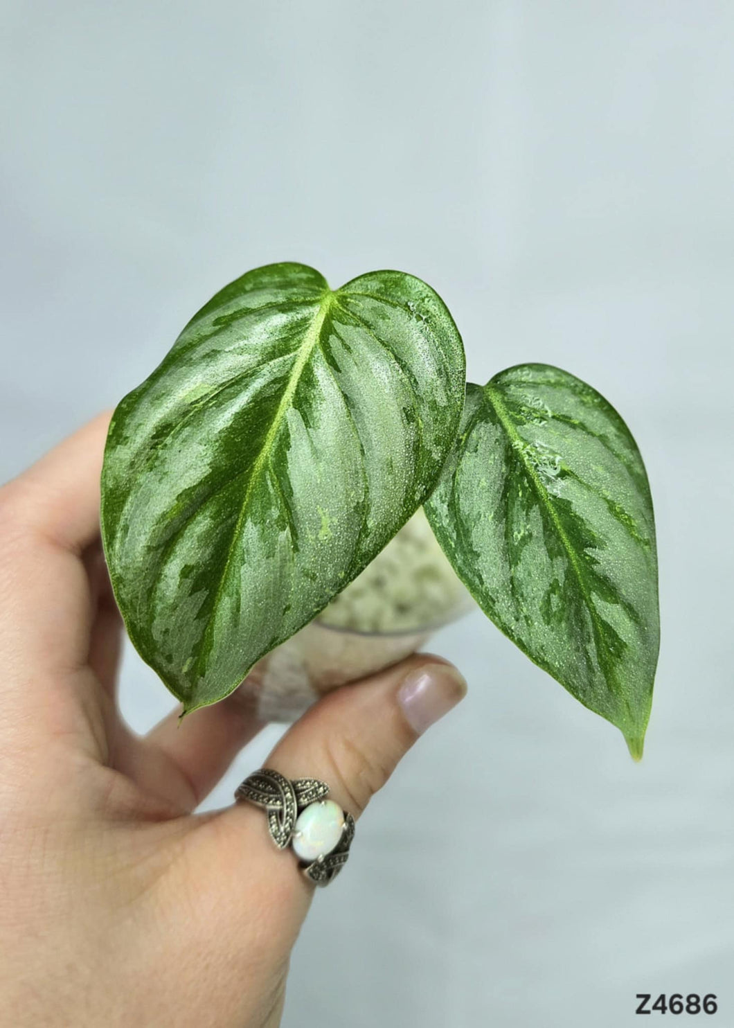 Philodendron Sodiroi Variegata #Z4686