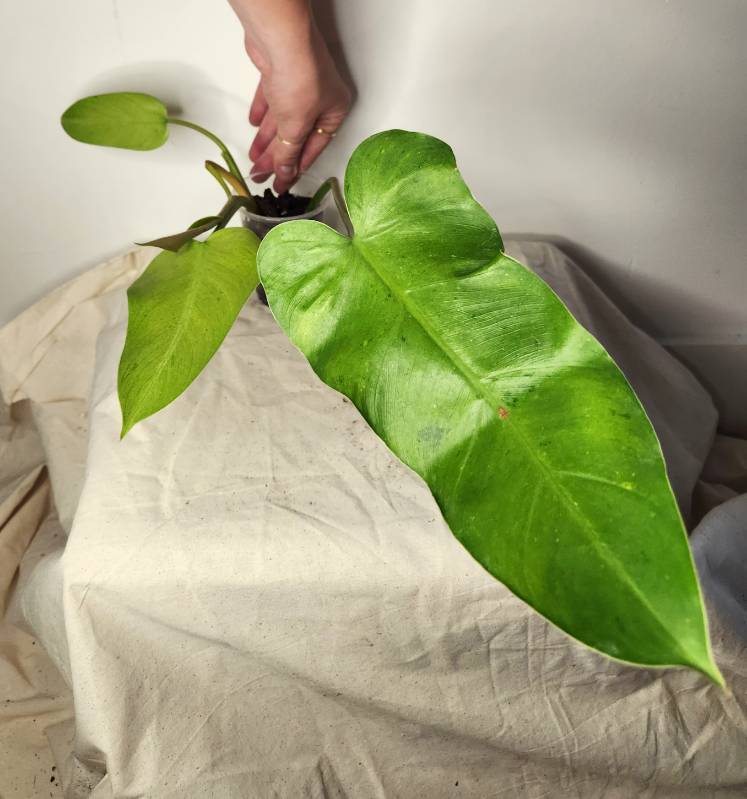 Philodendron whipple way