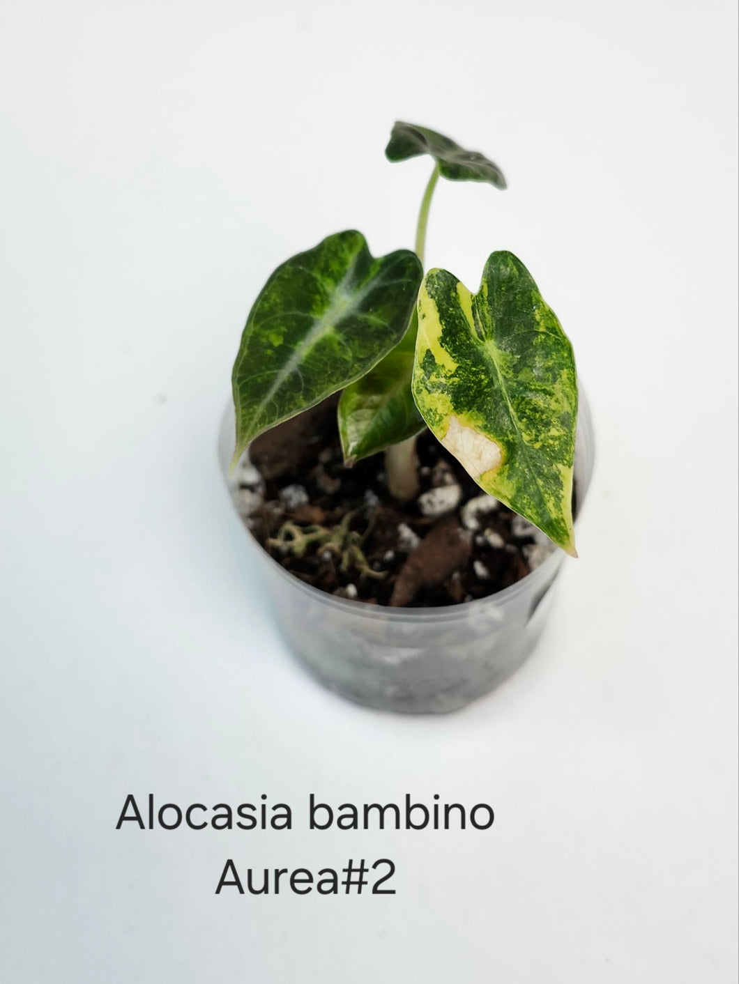 Alocasia Bambino aurea variegata #2