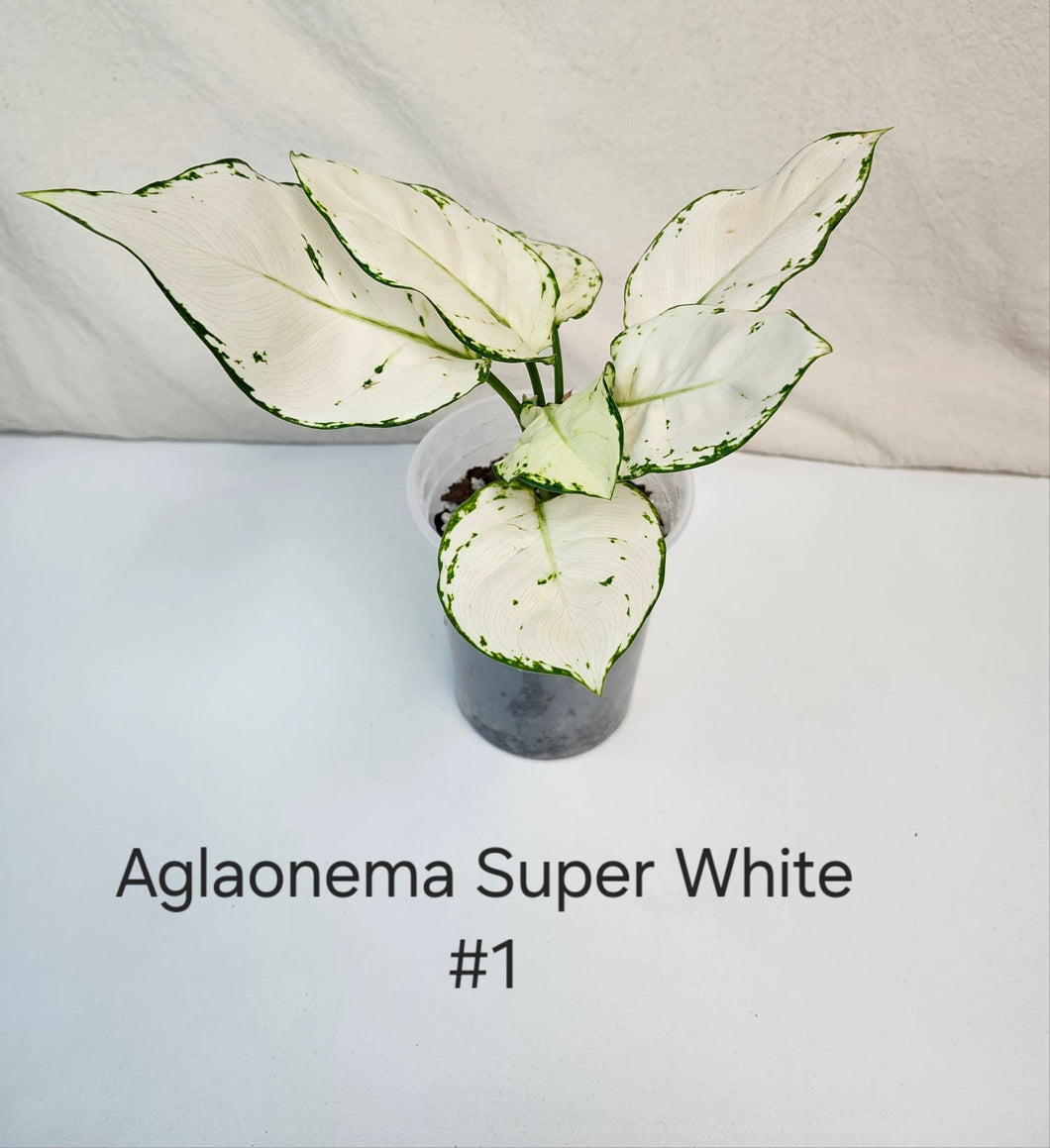 Aglaonema super white #1