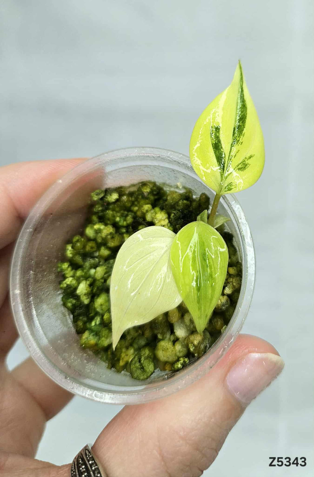 Philodendron Micans Variegata #Z5343