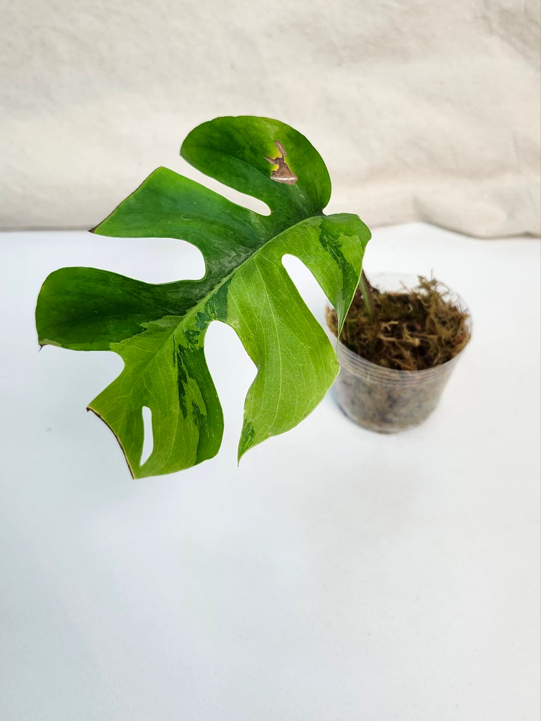 Raphidophora tetrasperma variegata #1