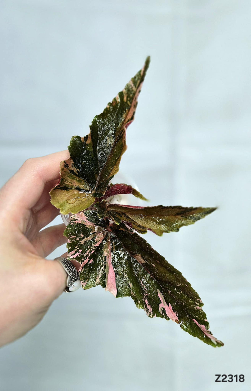 Bégonia Galaxy #Z2318