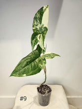 Charger l&#39;image dans la galerie, Syngonium albo
