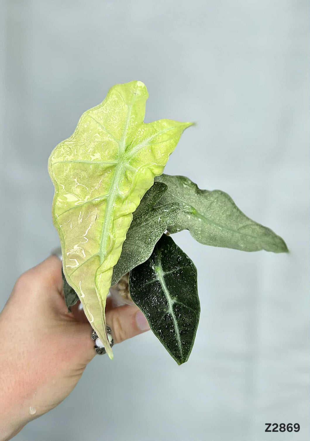 Alocasia Amazonica Mint #Z2869