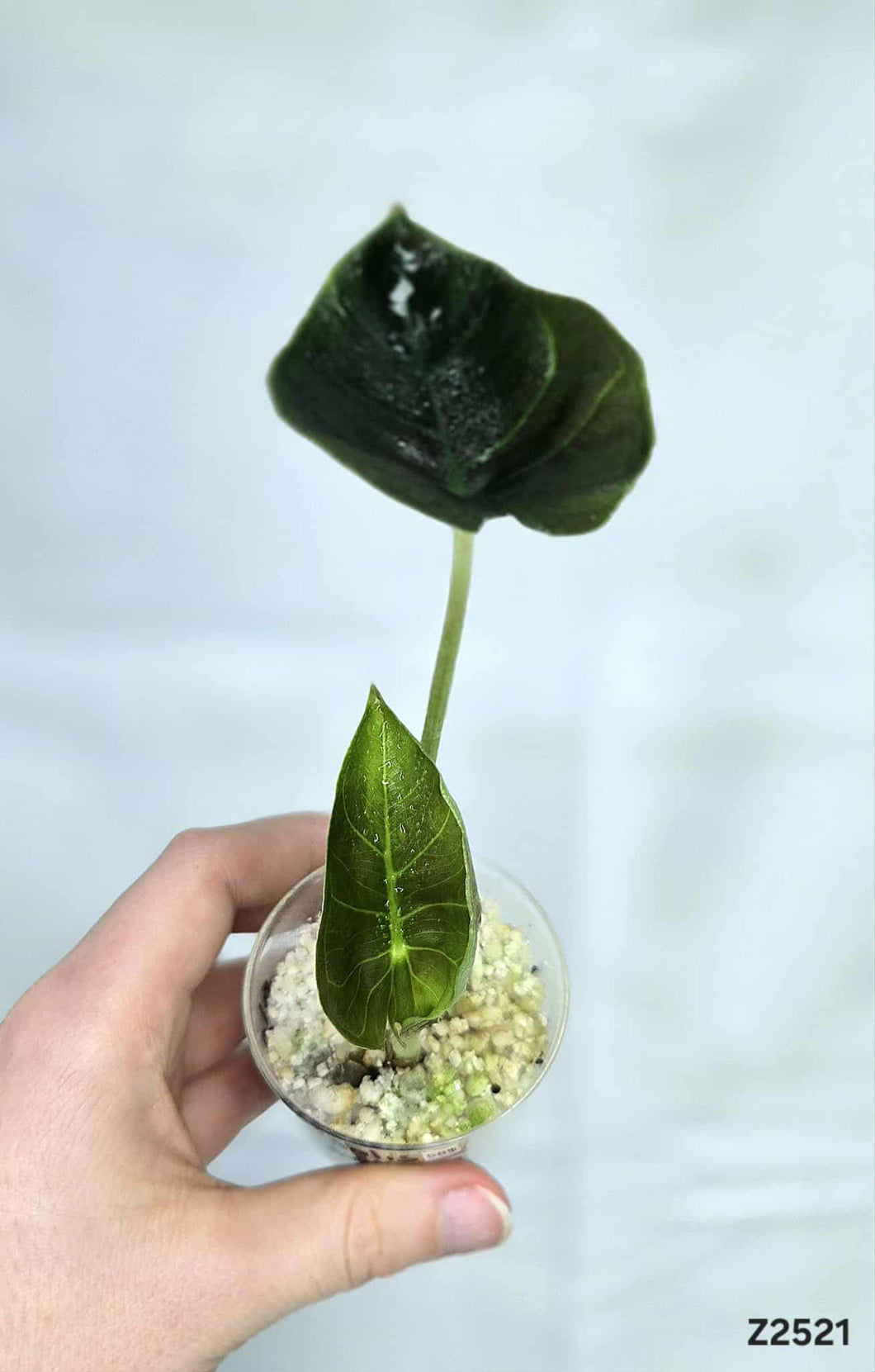 Alocasia Infernalis #Z2521