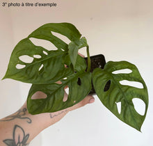 Load image into Gallery viewer, Plante Monstera adansonii 'Swiss Cheese' aux grandes feuilles vertes percées de trous
