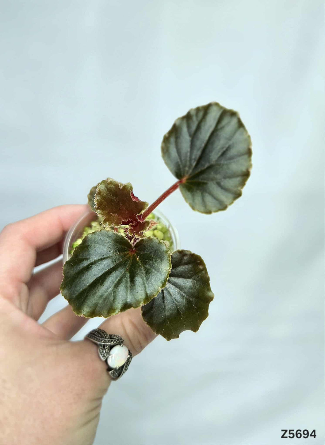 Bégonia Cucullata Variegata Revert #Z5694