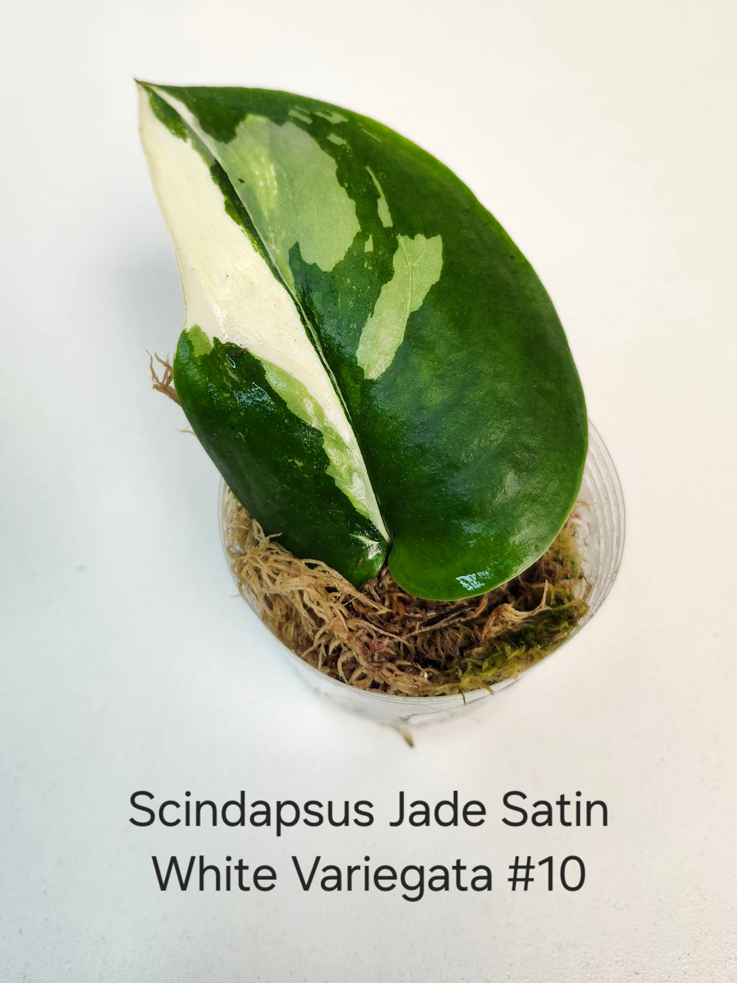 Scindapsus jade satin white variation #10