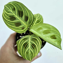 Charger l'image dans la galerie, Feuilles de maranta vertes à nervures claires, trois feuilles avec tiges courtes
