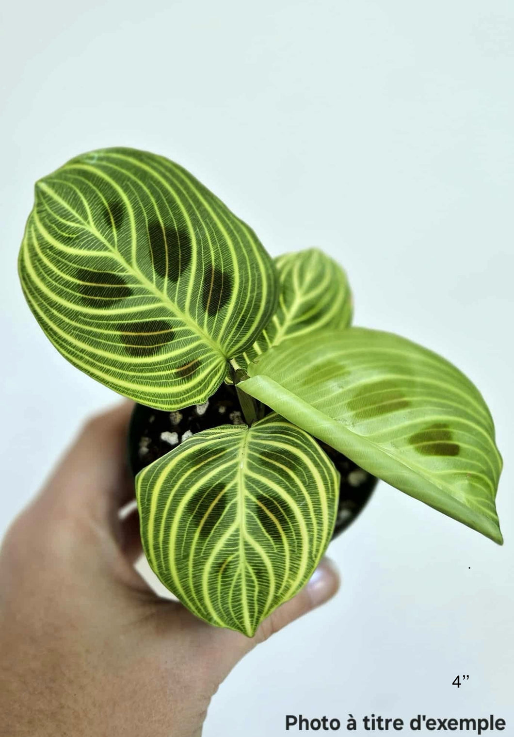 Maranta light veins ⭐️