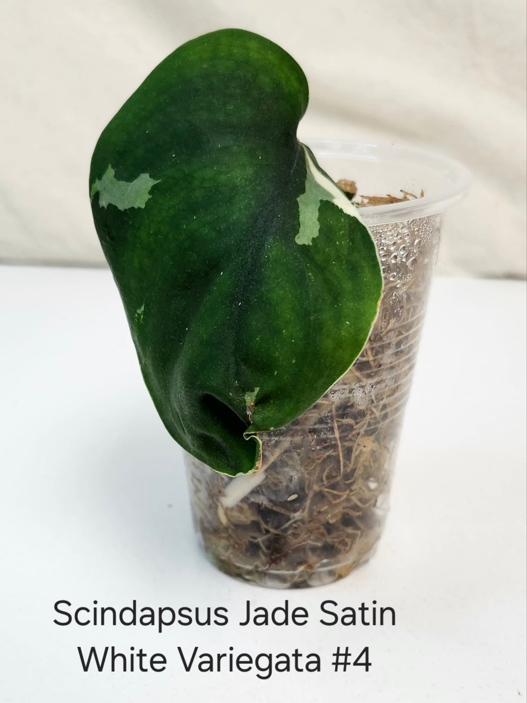 Scindapsus jade satin white variation #4