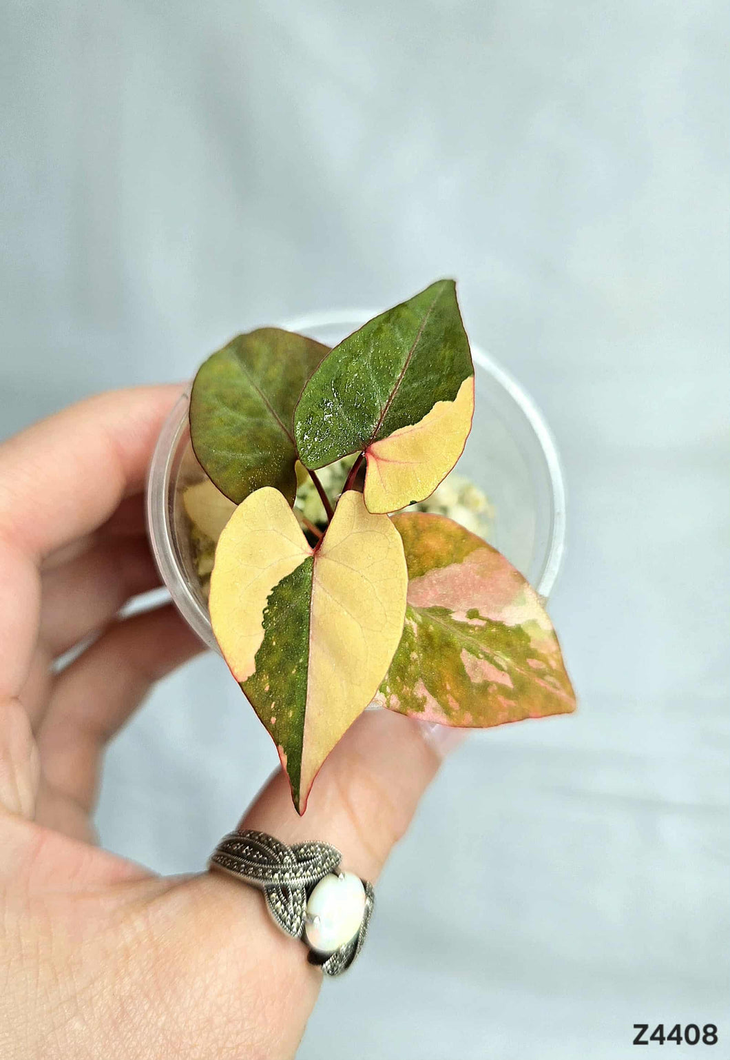 Fallopia Multiflora Variegata #Z4408