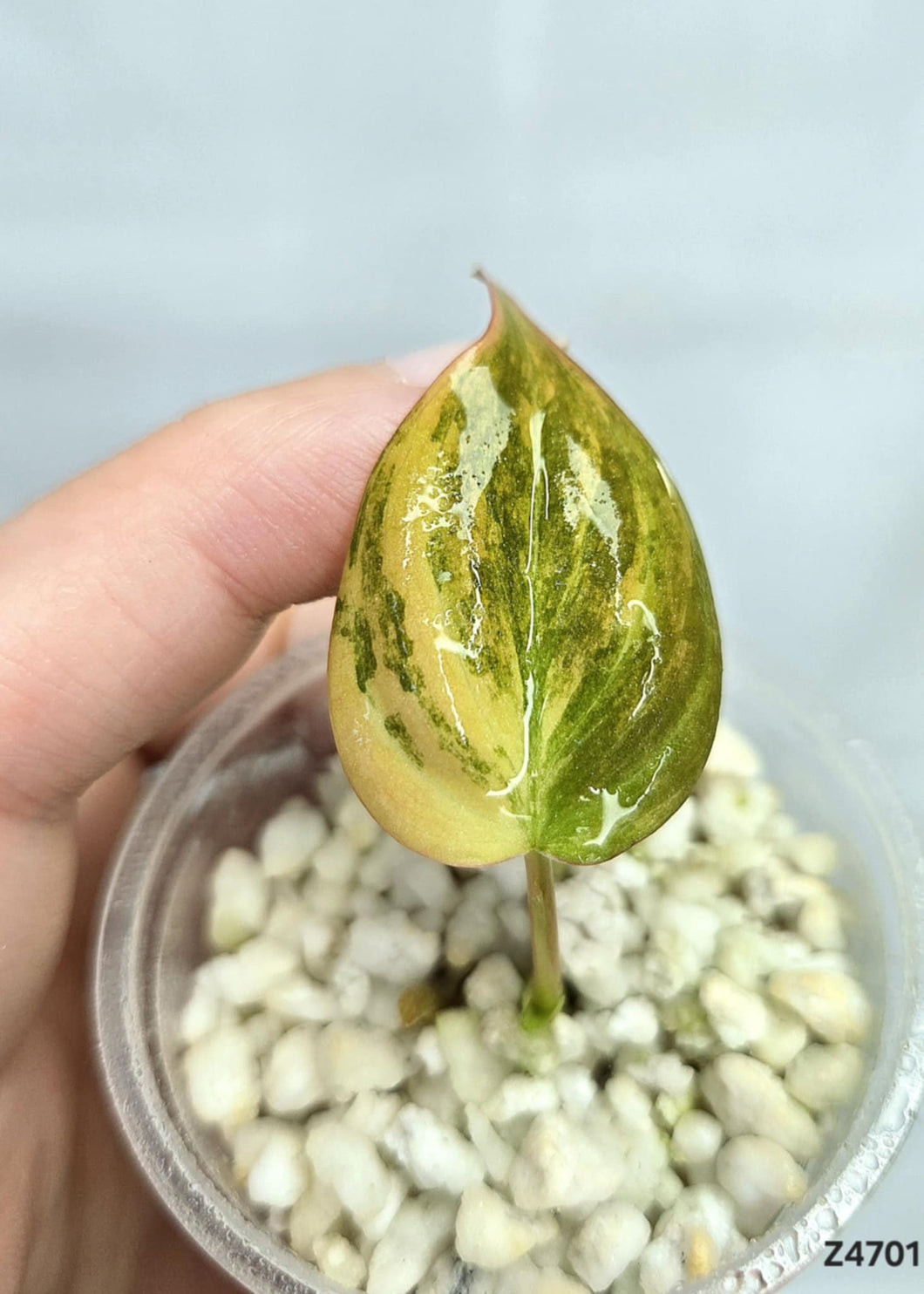 Philodendron Micans Variegata #Z4701
