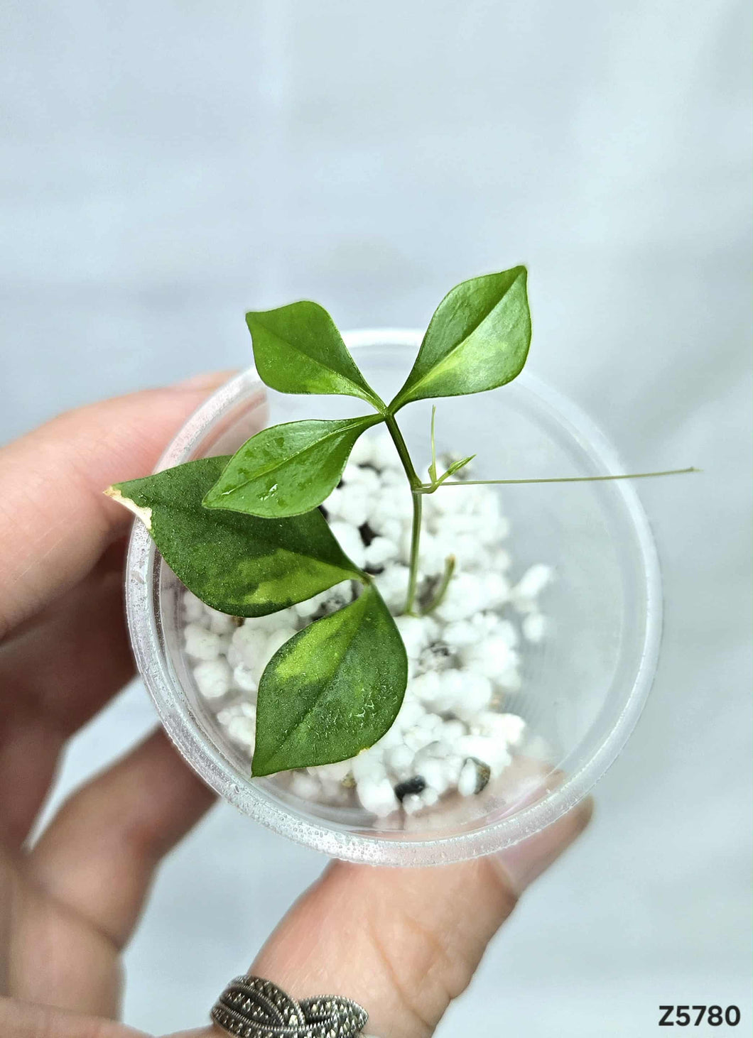 Cissus Variegata #Z5780
