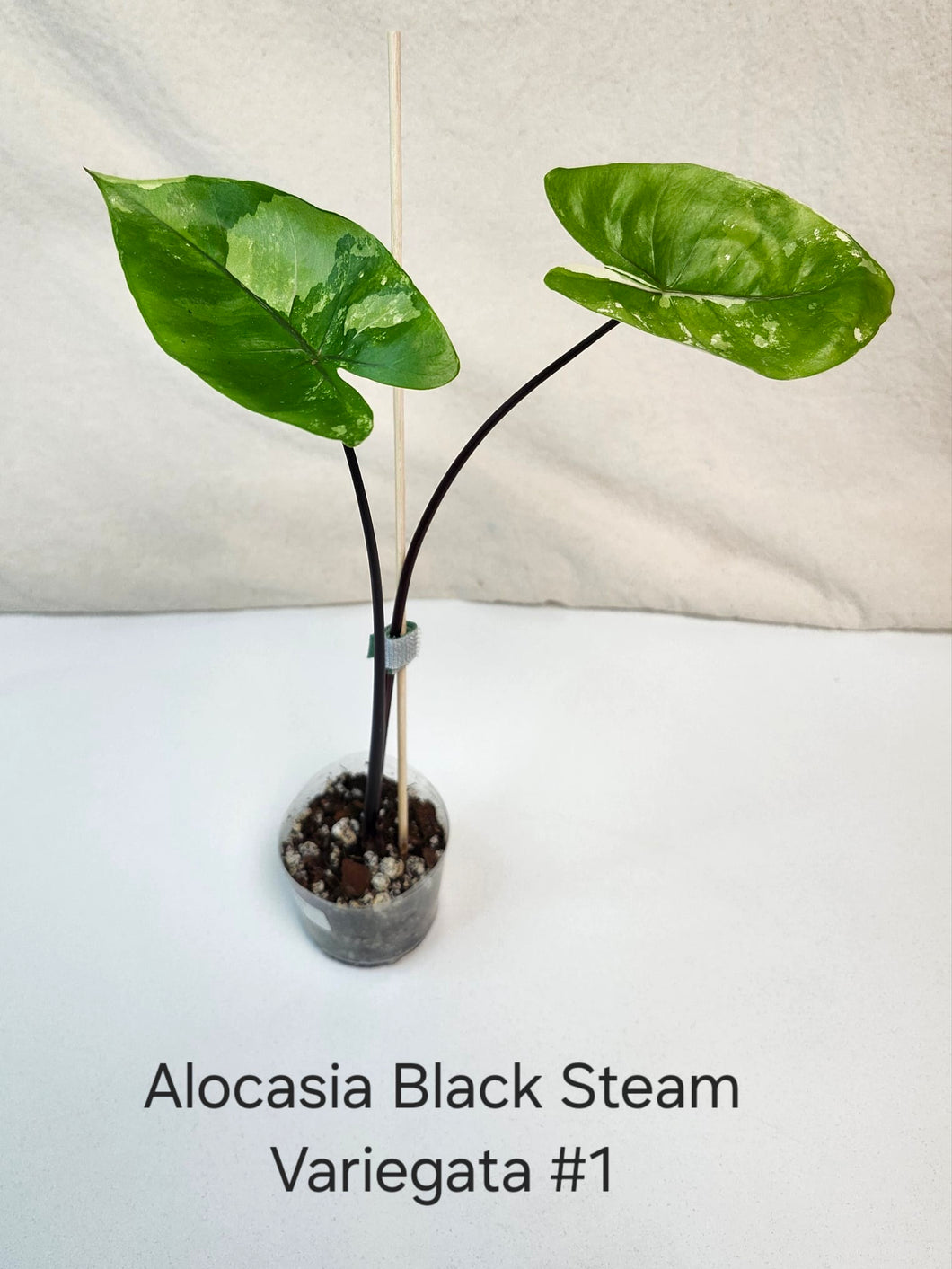 Alocasia black stem variegata #1