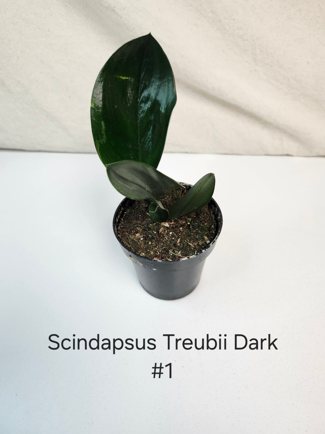 Scindapsus Treubii Dark Form #1