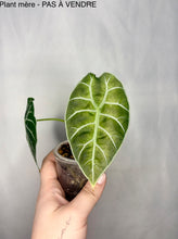 Load image into Gallery viewer, Bulbille Alocasia Watsoniana Pink (Doff)

