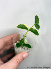 Load image into Gallery viewer, Hoya Cumingiana Albo ⭐️
