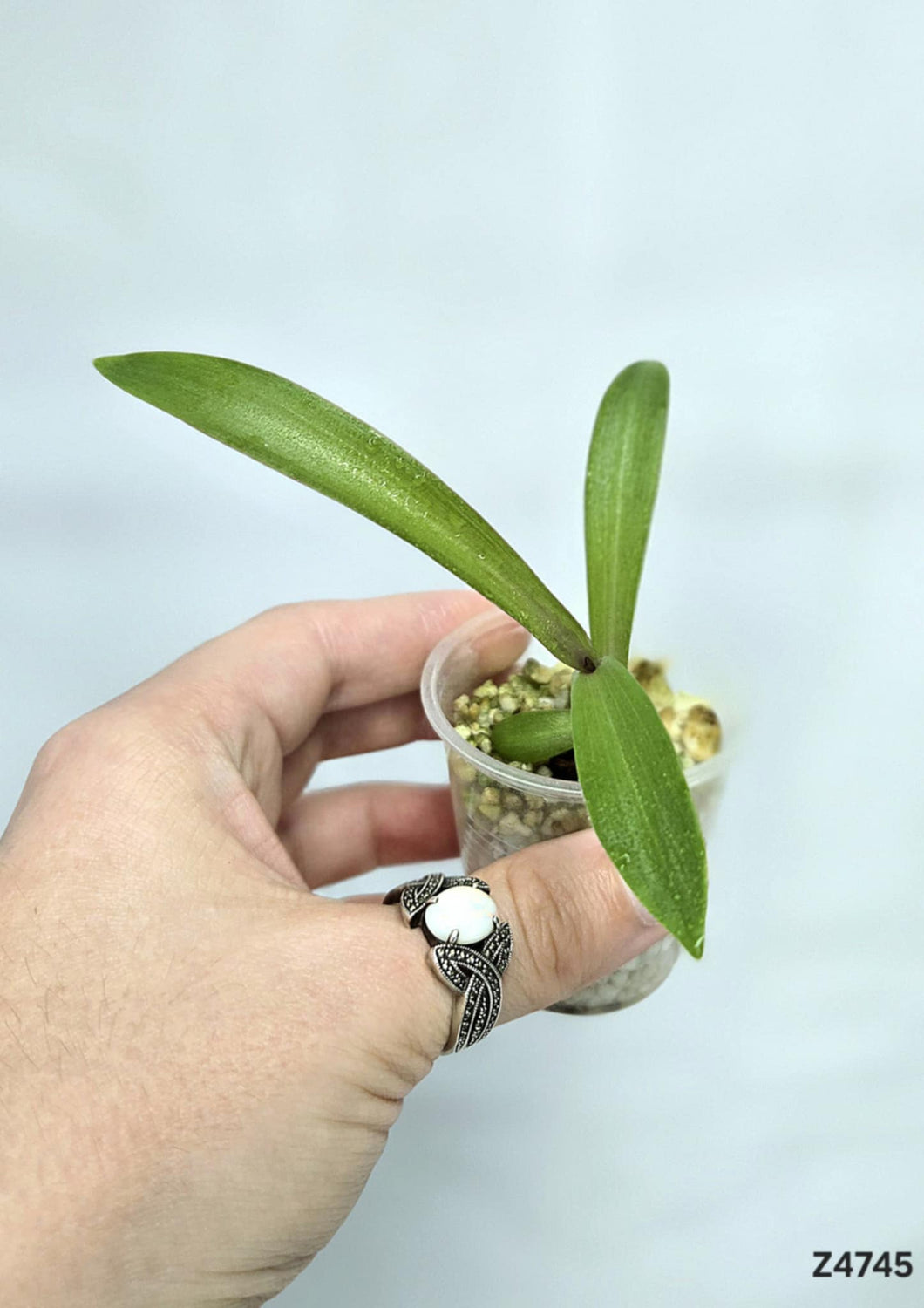 Plante Mystére #Z4745
