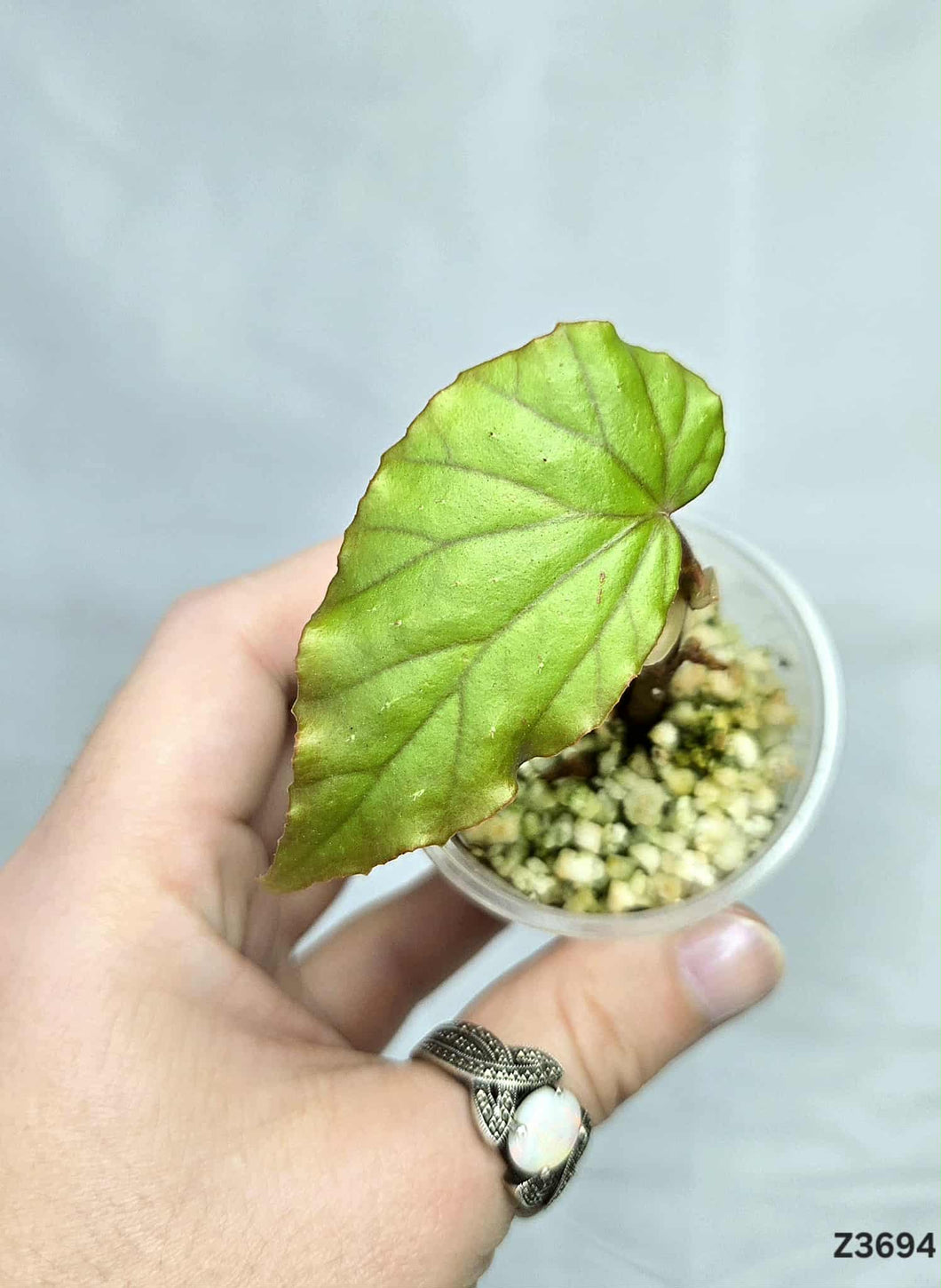 Bégonia Cucphong #Z3694