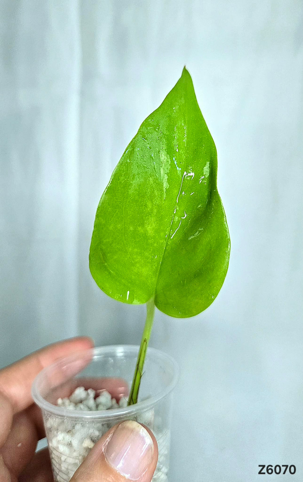 Epipremnum Champs Elysées  #Z6070