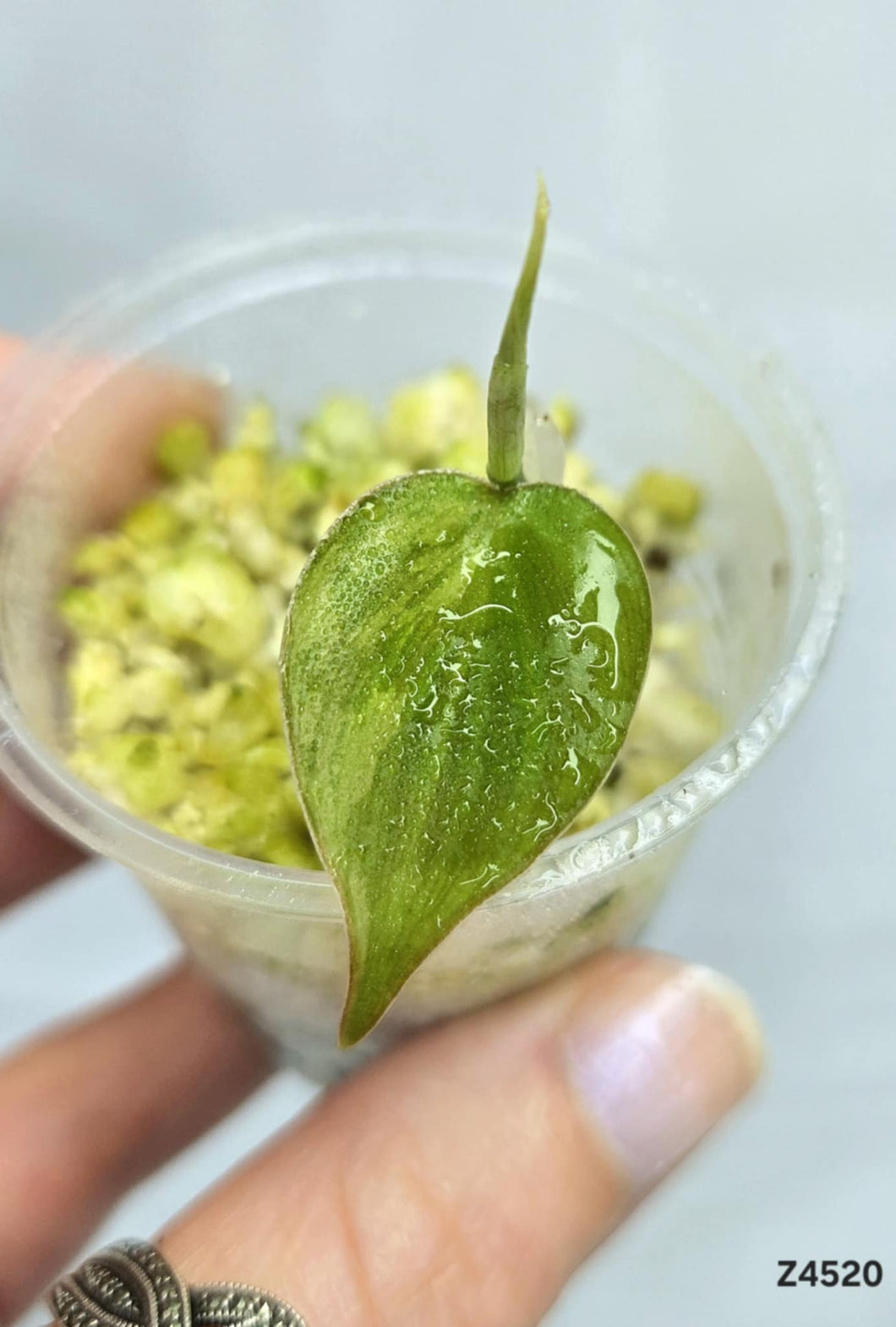 Philodendron Haderaceum Marble #Z4520