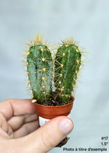 Load image into Gallery viewer, Cactus #17
