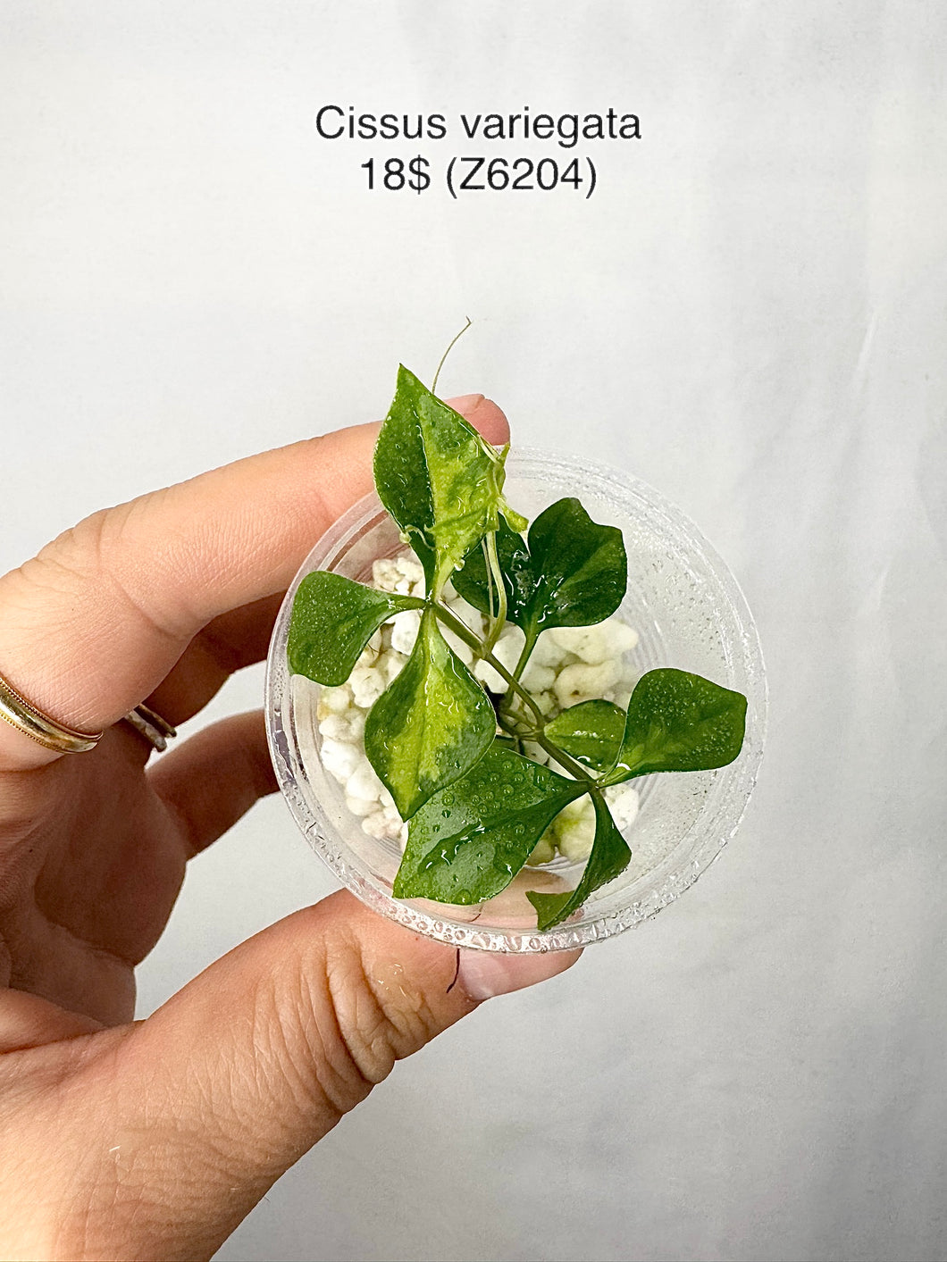 Cissus Variegata #Z6204